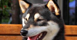 Shiba