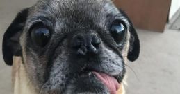 Pudge