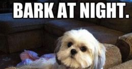 Pet Meme