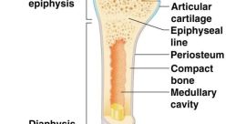 Bone