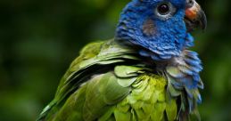 Loro