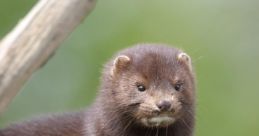 Mink