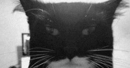 Im Batman