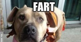 Fart