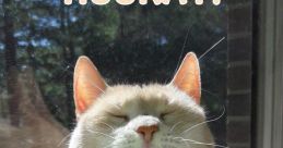 Oh Cat