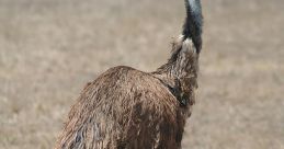 Emu