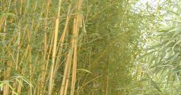 Phas