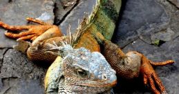 Reptil