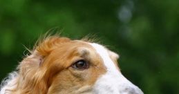 Borzoi Borzoi, Borzoi Do It For You The Borzoi is a majestic and elegant breed of dog that is known for its grace and