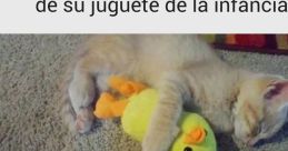 Paraaaa