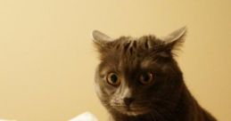 Farted