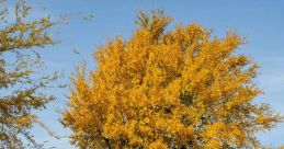 Elm