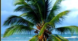 Palmas If you're looking for some fun and unique to spice up your day, look no further than the world of Palmas. From the