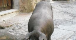 Marrano