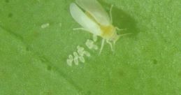 Mosca