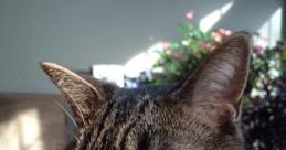 My Cat