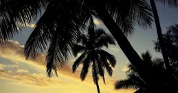 La Playa