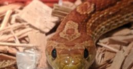 Snek