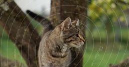 Katze Katze