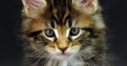 Gatti