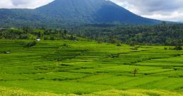 Rice Fields