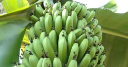 Banaan