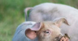Porc