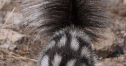 Skunk