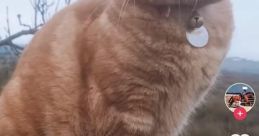 Cat Tiktok