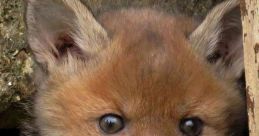 Foxes Fox purrs offer a unique and soothing melody that can often be heard late at night in the depths of the forest. The