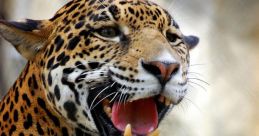 Jaguars