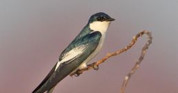 Swallow