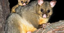 Possums