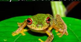 Meme Frog