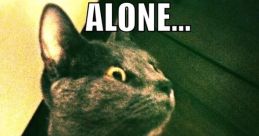 Scary Memes Have you ever come across a that sends a shiver down your spine? Something that makes your heart race and