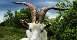 Goat