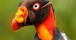 Vulture