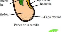 Semilla