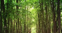 Bosque