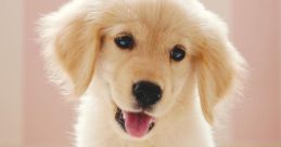 Cachorra