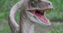 Velociraptor