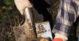 Dig Up