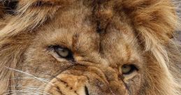 Leao