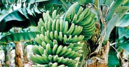 Bannana The of "O.J. Simpson with Bannana, Bannana, Bannanas" is a unique and catchy one that immediately grabs your