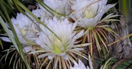 Flowering Night