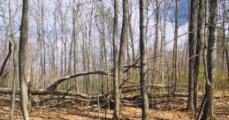 Swamp