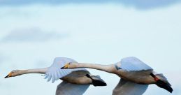 Whooper