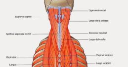 Musculo