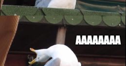 Aaaaaaaaaaaaaaaaaaaaa