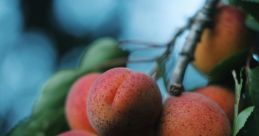 Apricot